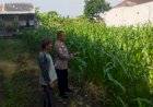 Polsek-Sedati-Dampingi-Perawatan-Jagung-di-Pekarangan-Warga-Desa-Buncitan